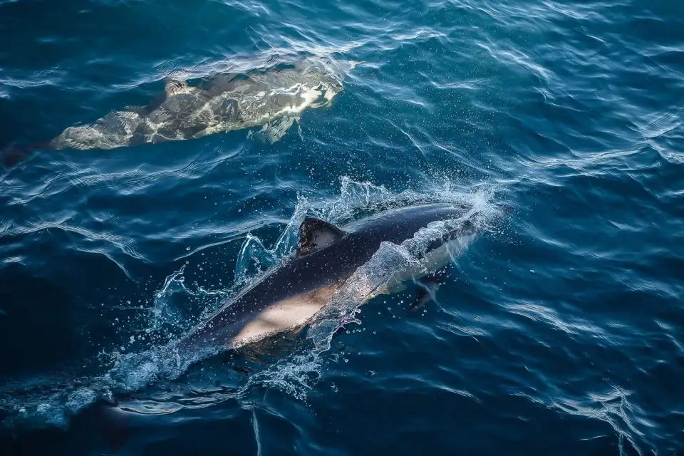 Sydney Whale Watching Tour | Circular Quay departure