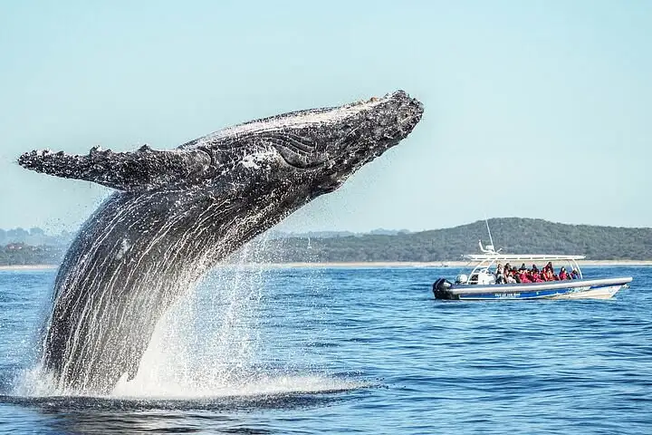 Whale Watching Byron Bay - Small Group Trip