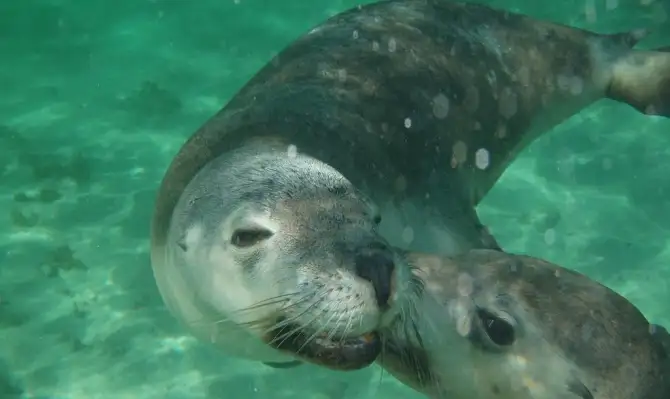 Southern Ocean Wildlife Adventure