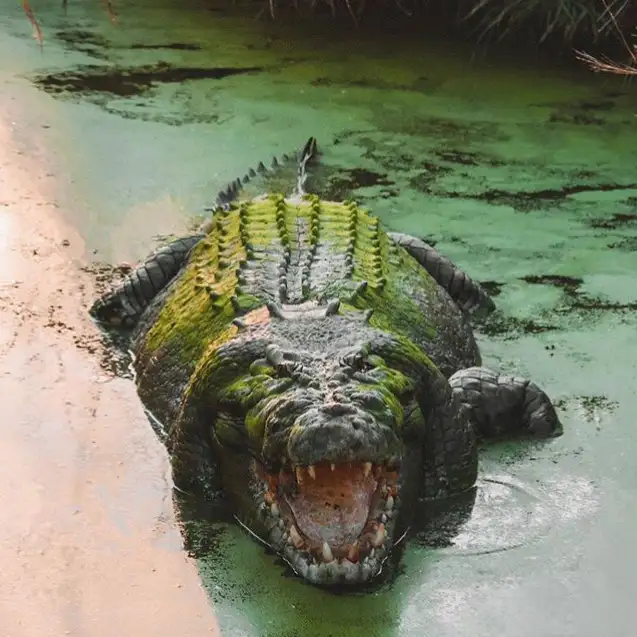 Heli Fishing & Airboat Adventure