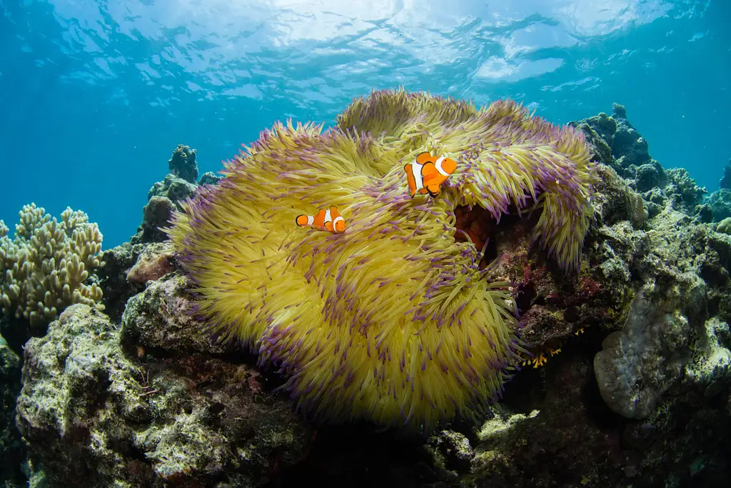 Half Day Snorkelling Great Barrier Reef From Cairns | Escape the Crowds!