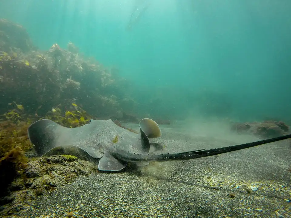 Goat Island Guided Snorkel for Beginners