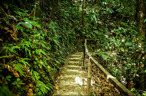 rainforest