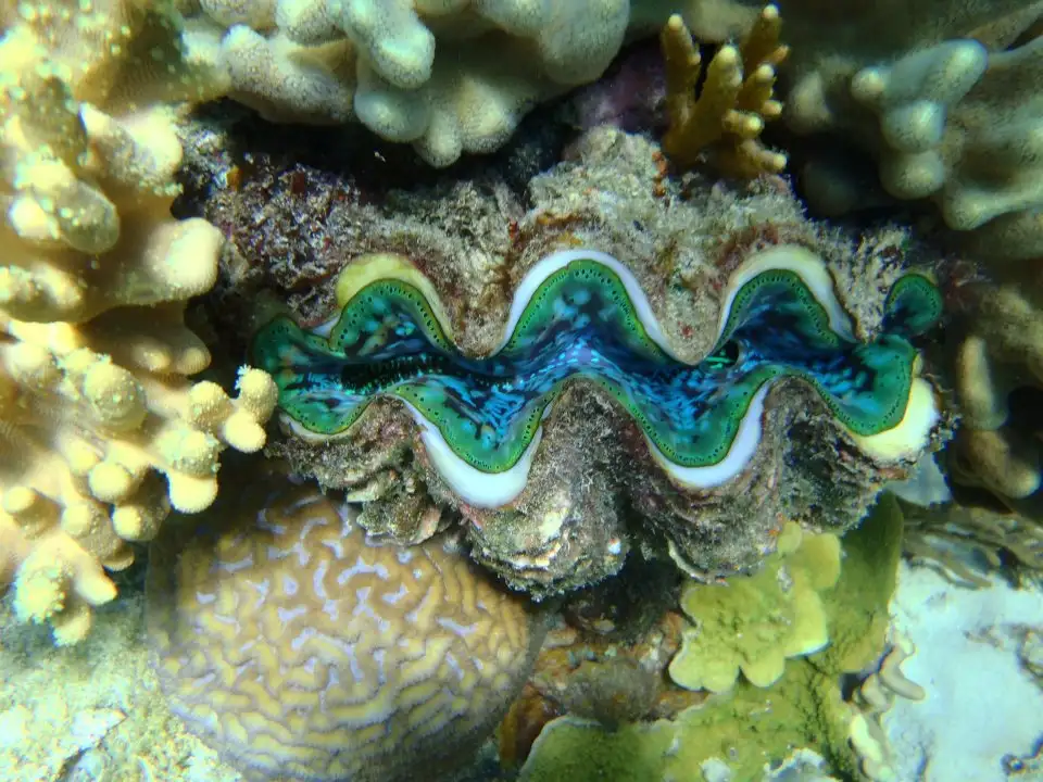 Great Barrier Reef Snorkelling Full Day Trip - Cairns to Cairns