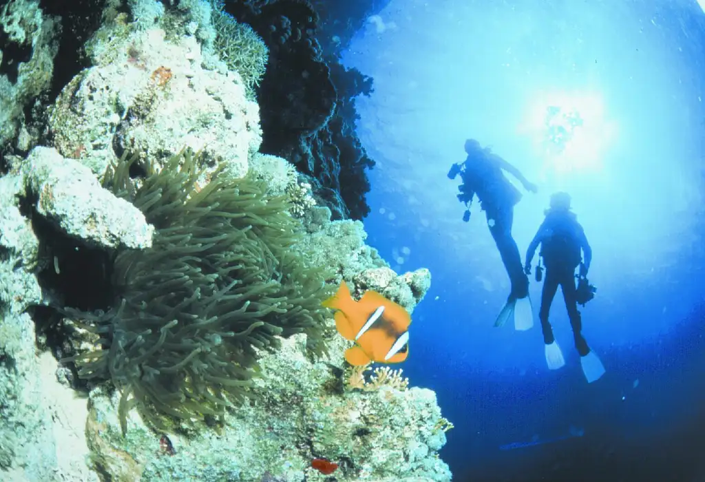 Great Barrier Reef Snorkelling Full Day Trip - Cairns to Cairns