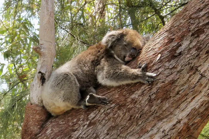 Yanchep, Koalas & Crystal Cave Tour - ex Perth