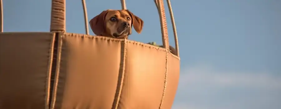 Paws Above the Clouds