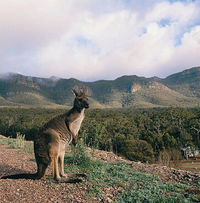 kangaroos tour