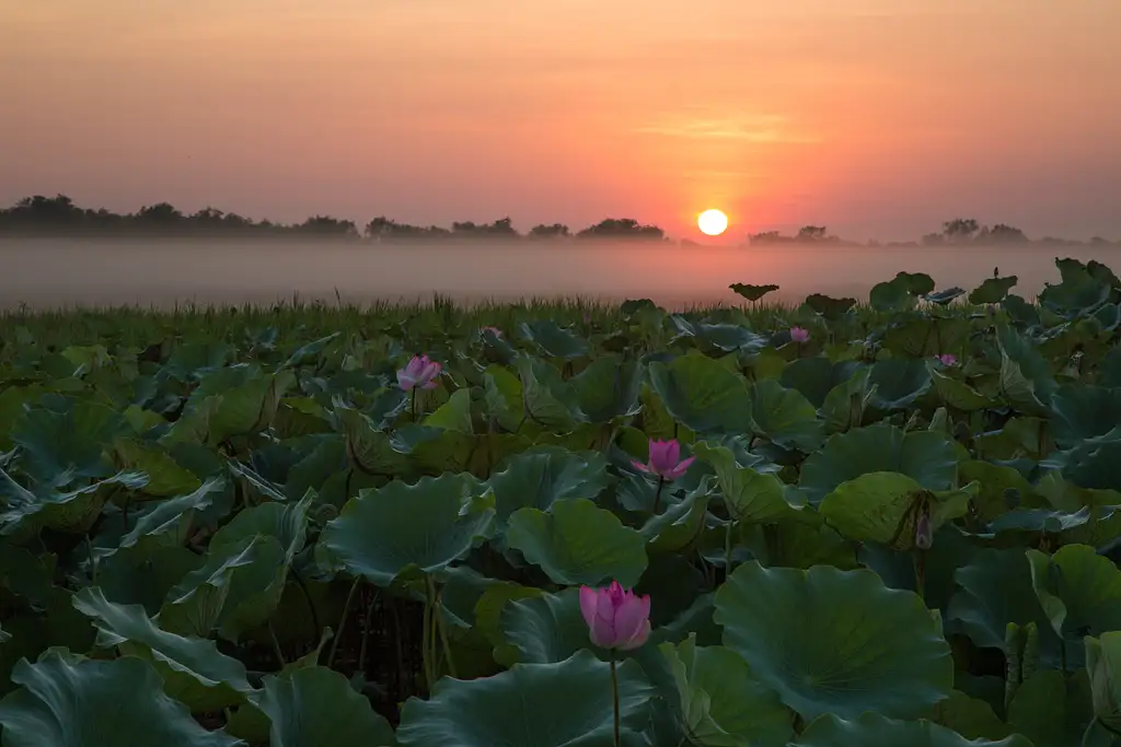 Corroboree Billabong | 2 Hour Sunrise Wetland Cruise