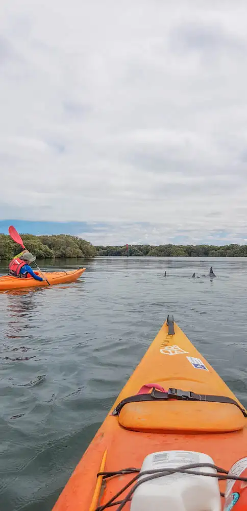Port Adelaide Dolphin Sanctuary & Ship Graveyard Kayak Tour