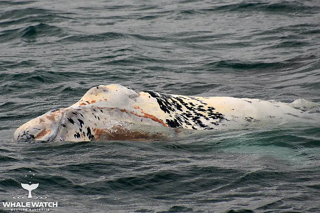Whale Watch Experience AUGUSTA