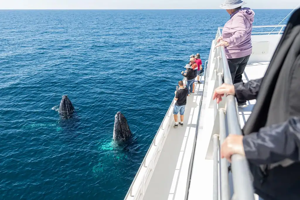 Half Day Whale Watching Experience from Bundaberg (July - Oct 25)
