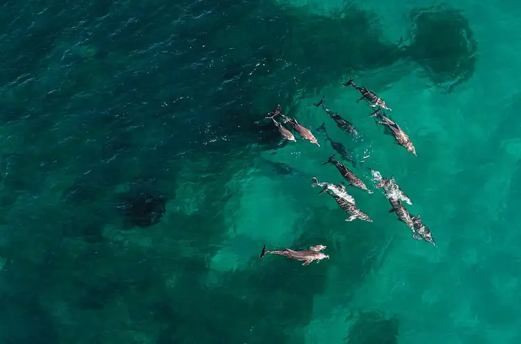 3 Island Snorkel, Wildlife & Seafood Lunch Cruise