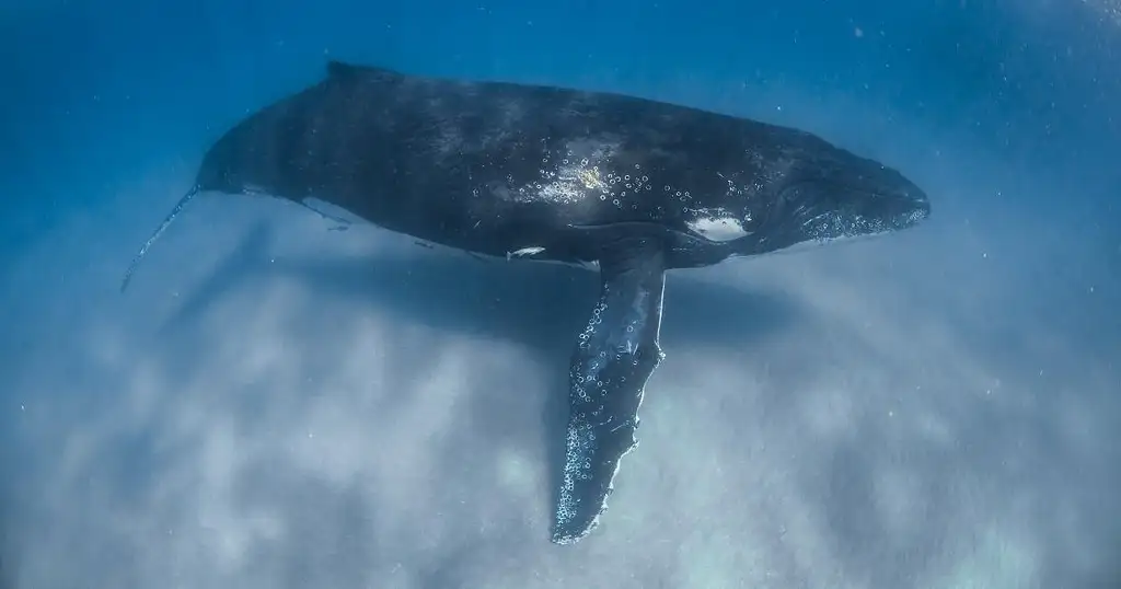 Ningaloo Reef Humpback Whale Adventure Tour from Coral Bay