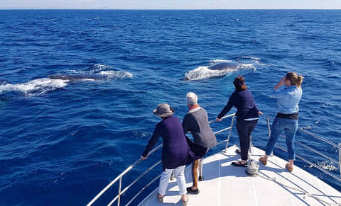 small group whale watching tours mooloolaba