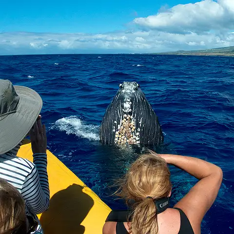 Maui Whale Watch Tour
