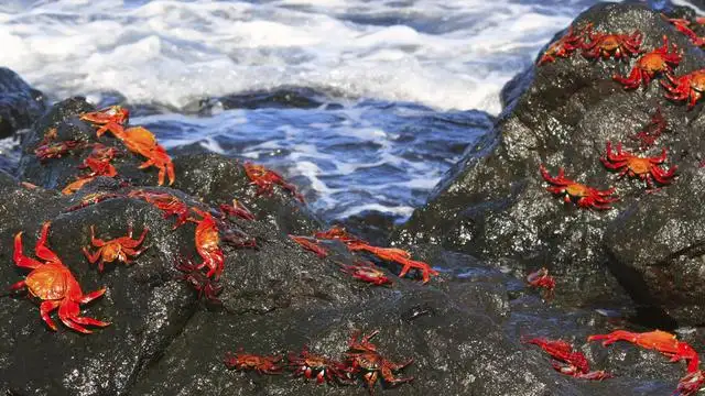 10 Day Galapagos Islands Cruise – East, Central & West Islands