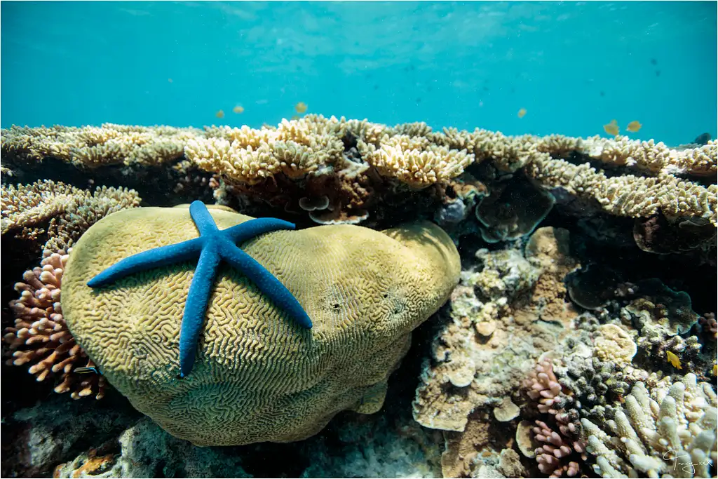 Lady Musgrave Island Day Tour