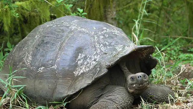 10 Day Galapagos Islands Cruise – East, Central & West Islands