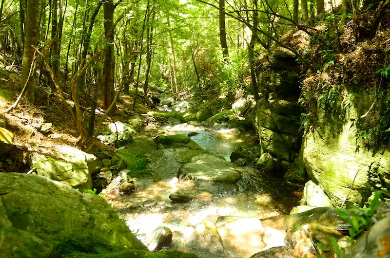 Queenstown Black Spur Canyon - Full Day