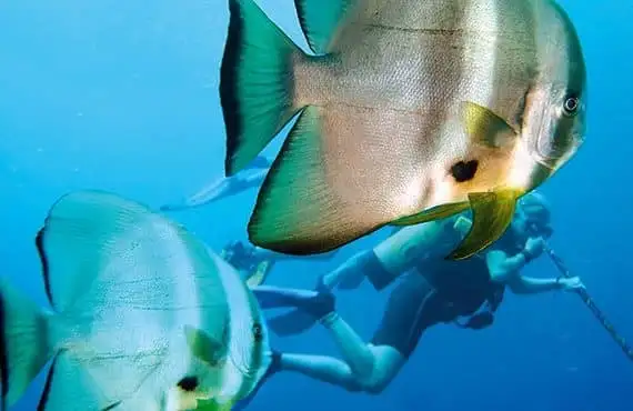 Ocean Freedom Snorkel Tour - Outer Great Barrier Reef