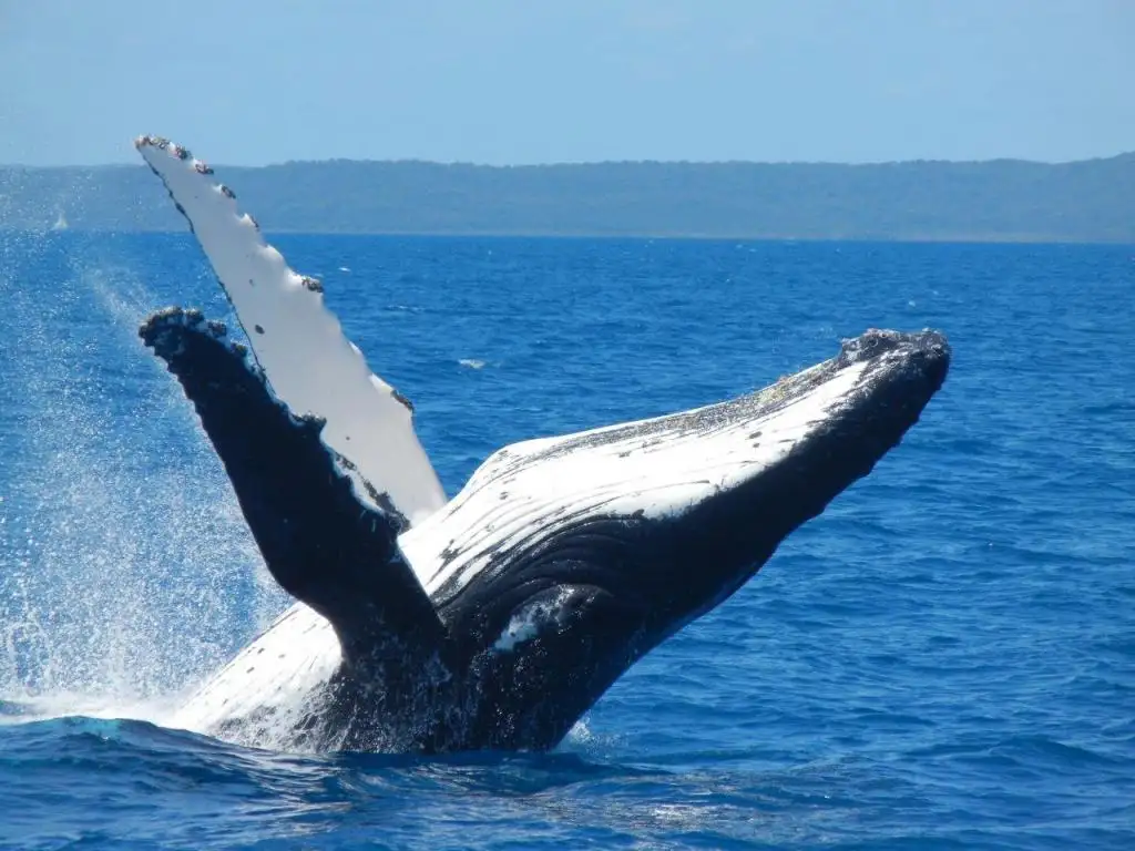 Adventure Rafting Whale Watching Experience - Mooloolaba