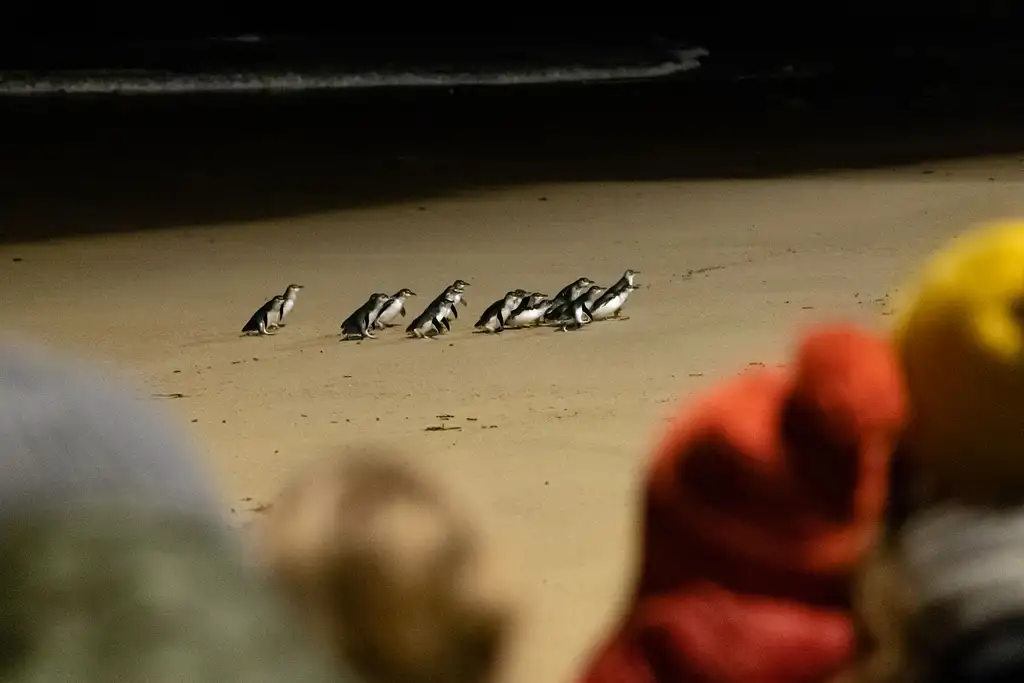 Phillip Island Penguin Parade & Churchill Island Farm Bus Tour