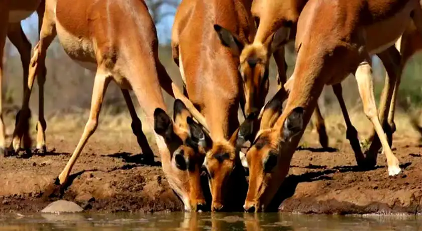 Golden Triangle with Ranthambore Tour