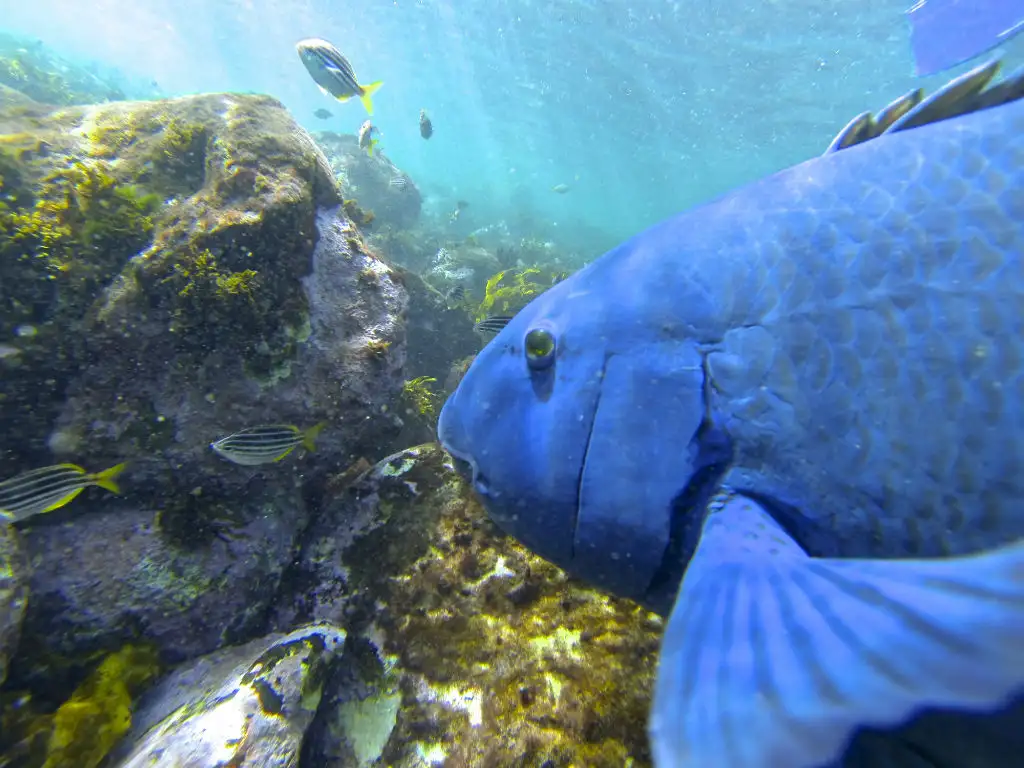 Manly Snorkel and Headland Walk Eco Tour
