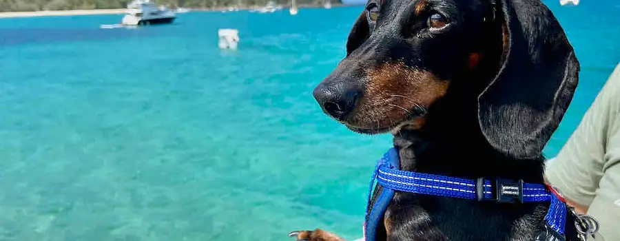 Tail Wags & Tidal Waves