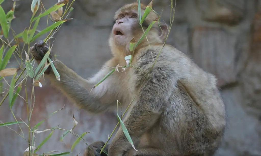 Barcelona Zoo Tickets