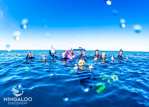 Ningaloo Reef Whale Shark Swim And Snorkel Deal