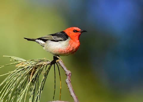 Fraser Island Nature Tour Special
