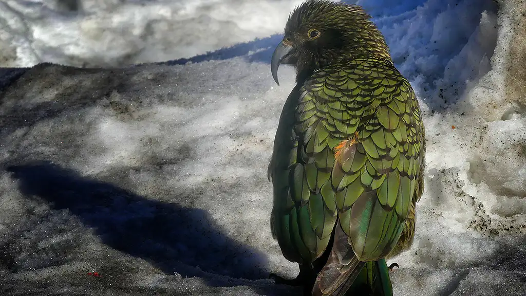 Christchurch to Queenstown Day Tour | Via Mt Cook & Tekapo | Small-Group Tour