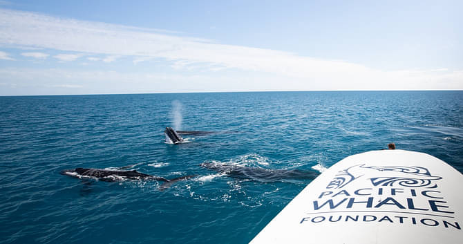 whale watching family deals