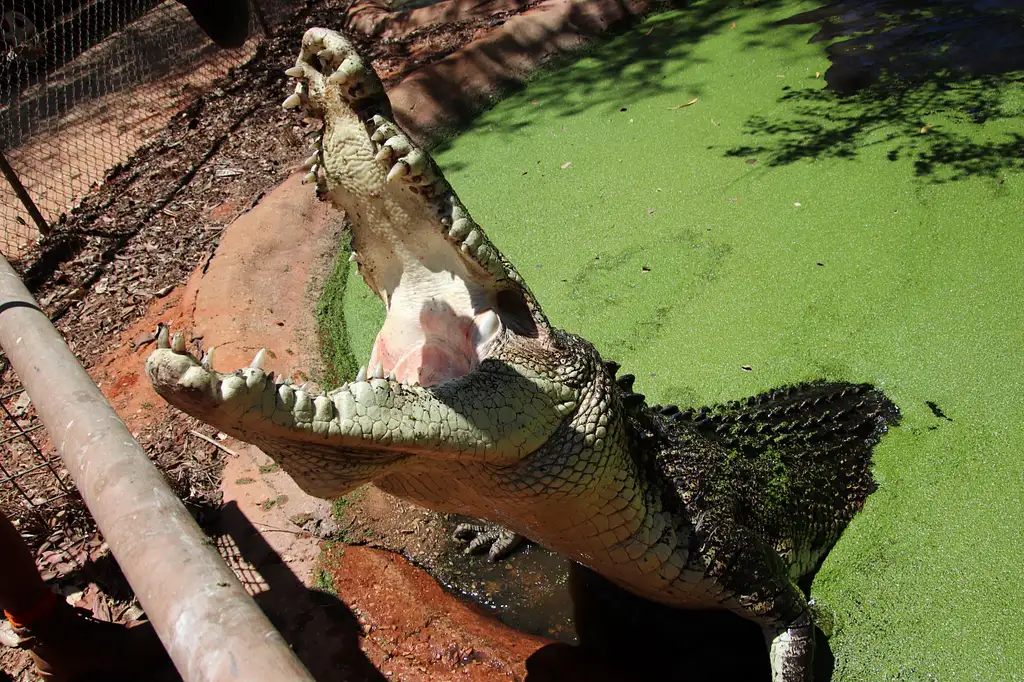 Malcolm Douglas Crocodile Park Tour Including Transportation