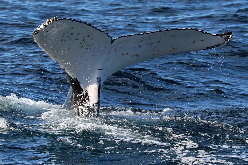 Shellharbour Whale Watching Cruise | From Shell Cove