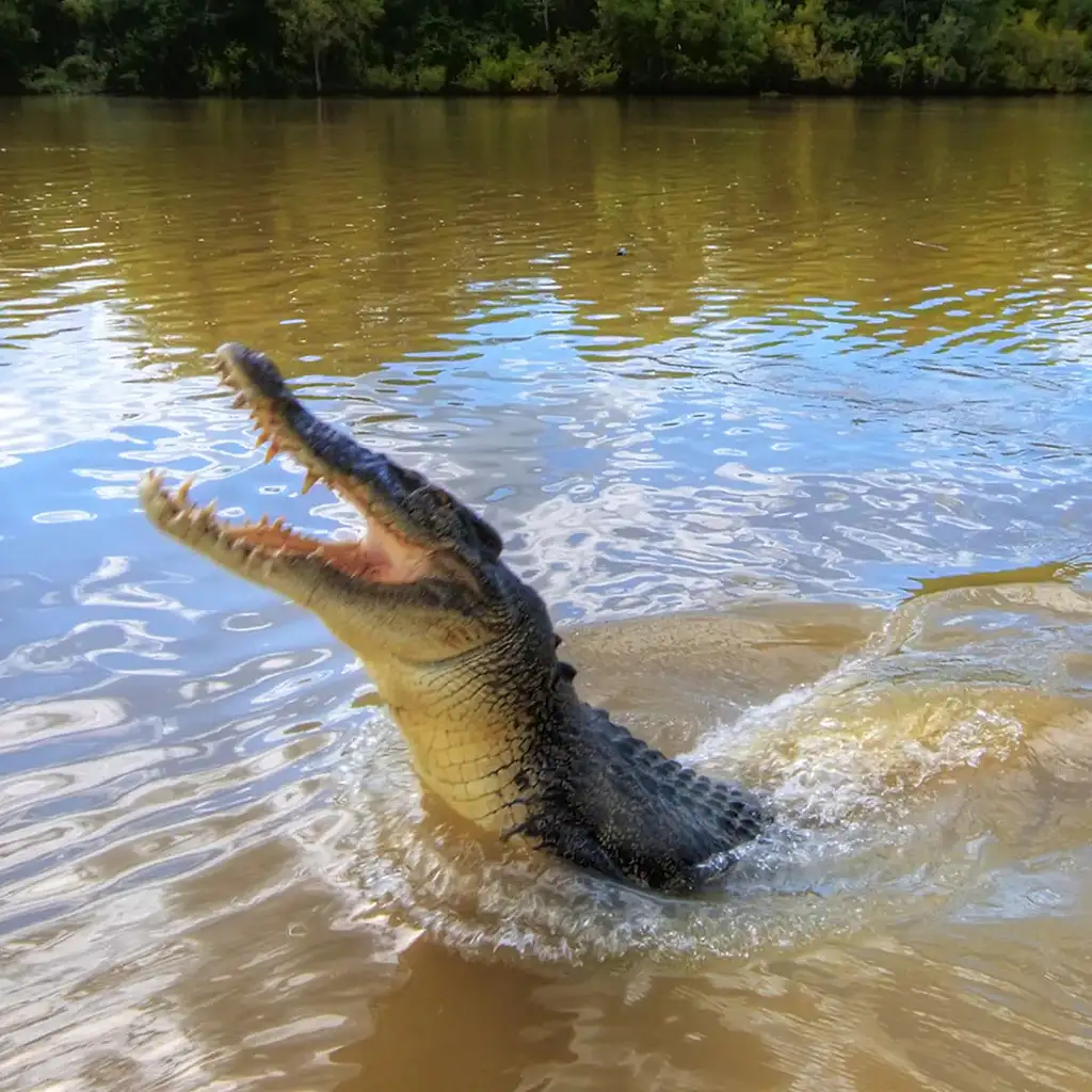 Darwin City Sights & Jumping Crocs (D27)