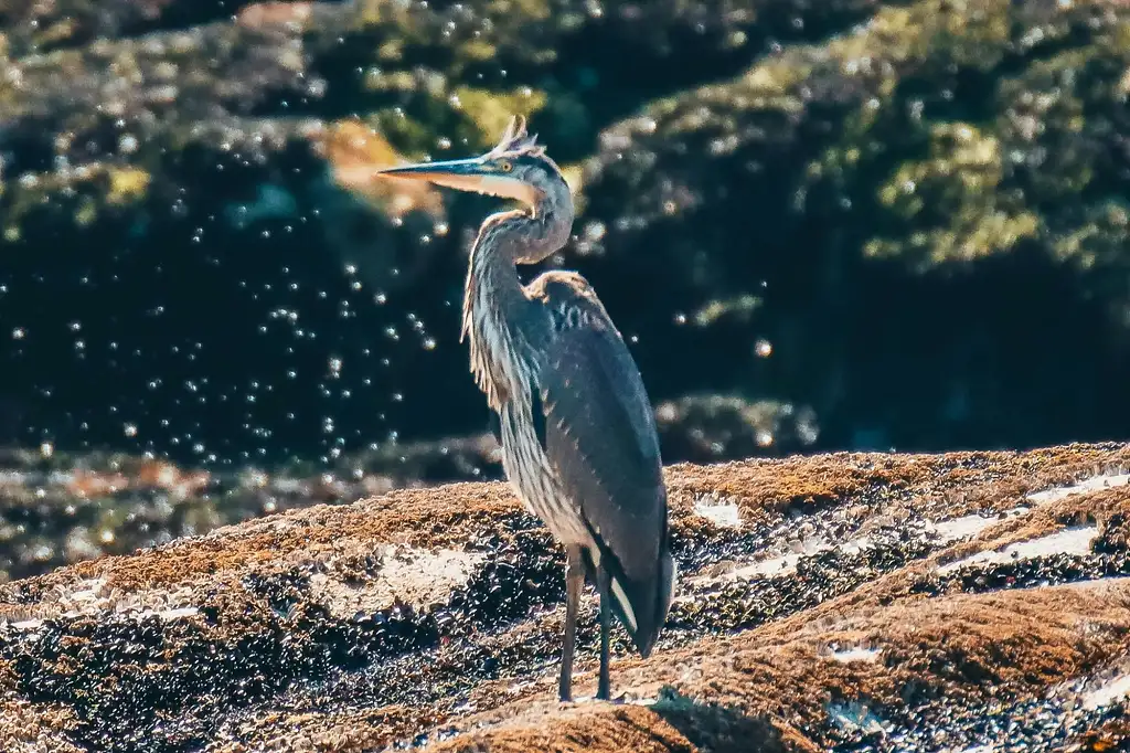 Sea Vancouver Waterfront | Sightseeing With City And Nature Tour