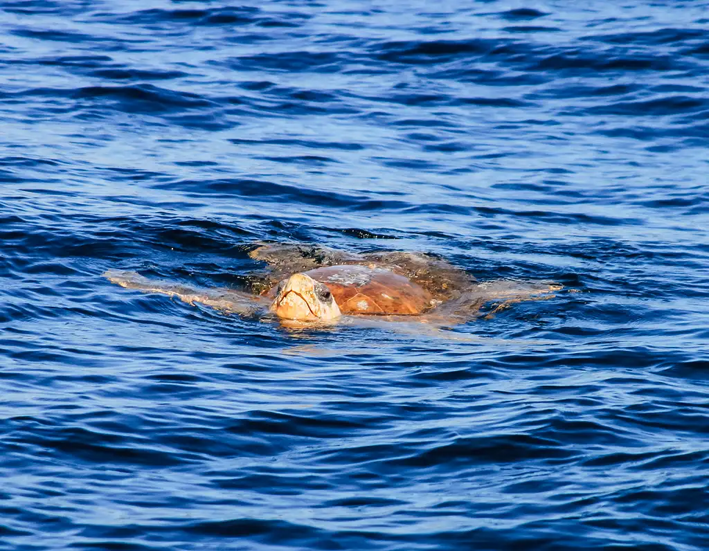 Byron Bay Dolphin Cruise from Ballina
