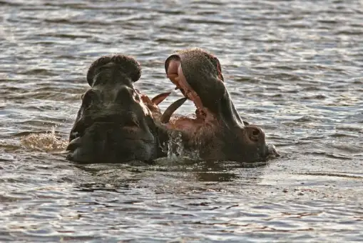 Cape Town Safari Full Day Tour