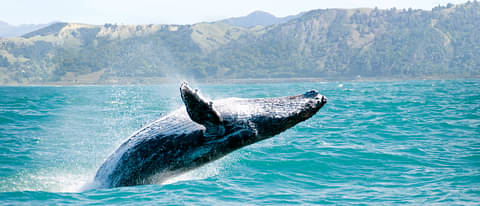 Tasmania