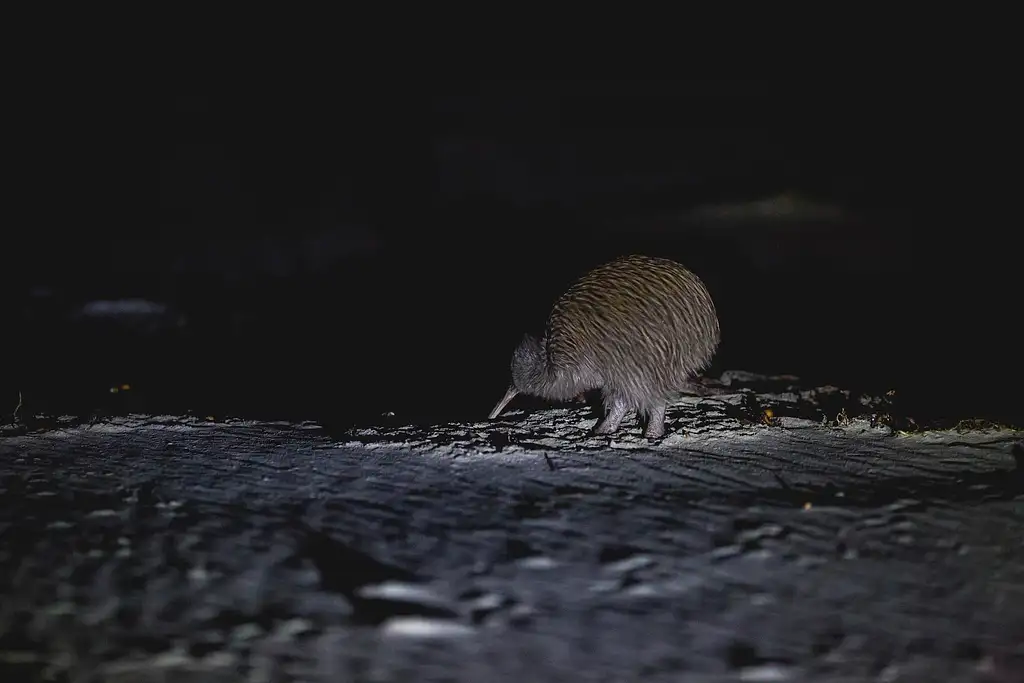 Stewart Island Wild Kiwi Encounter