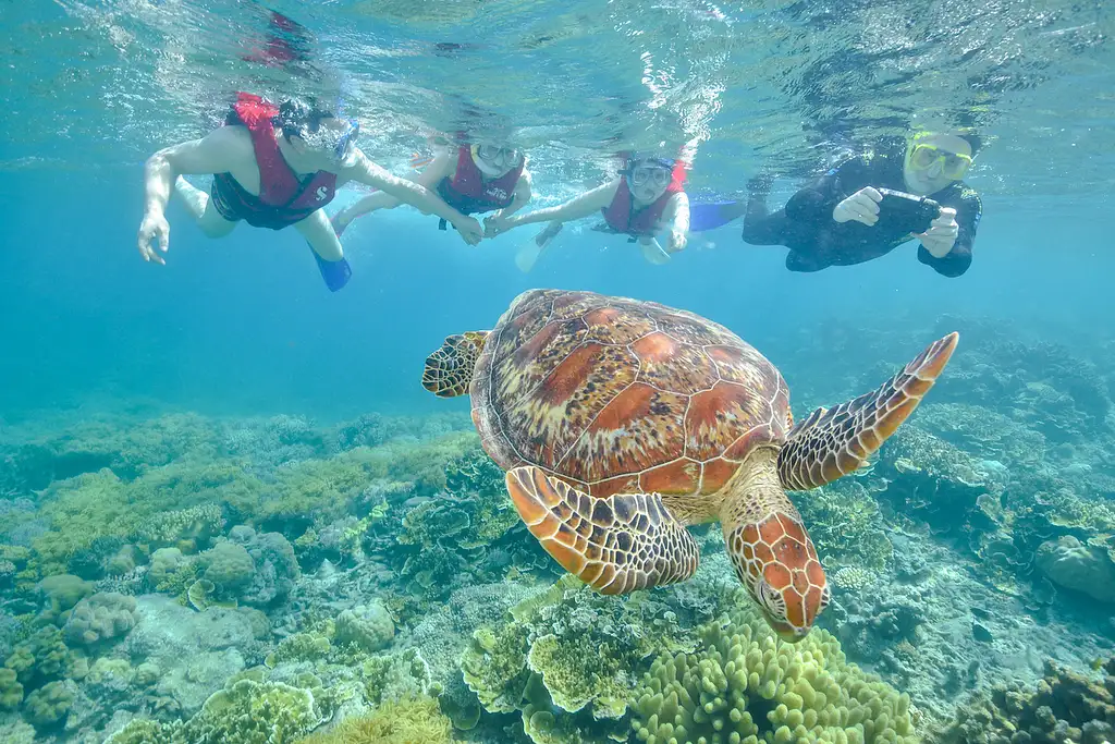 Moore Reef & Fitzroy Island | Reef & Island in a Day Tour