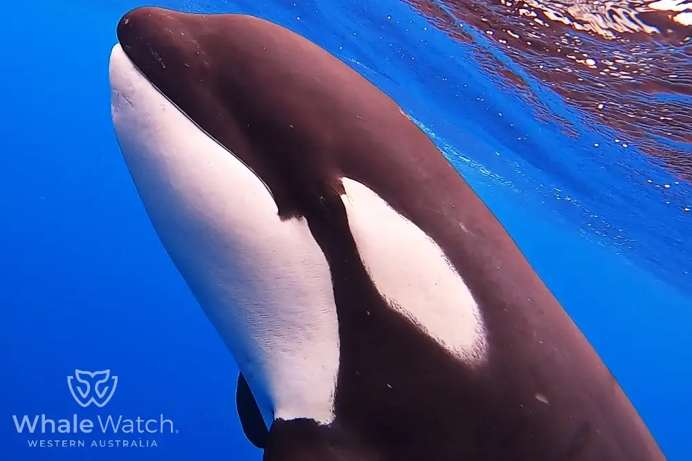 Bremer Bay Orca Experience | Bremer Bay Whale Watching