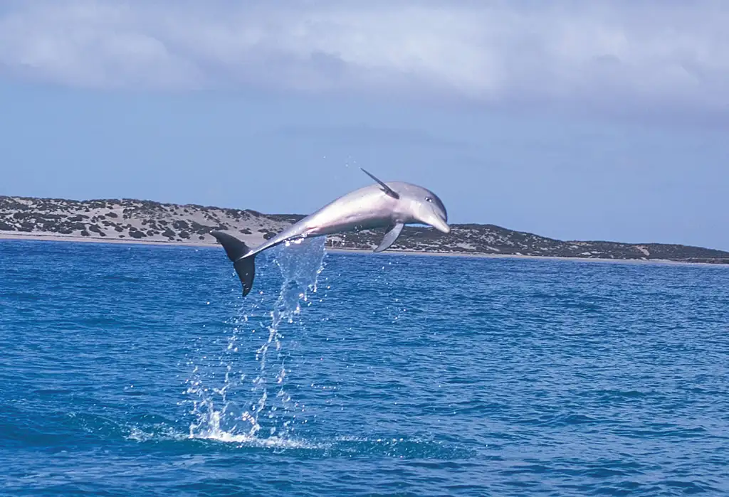 Full-Day Penguin Island & Fremantle Town Tour