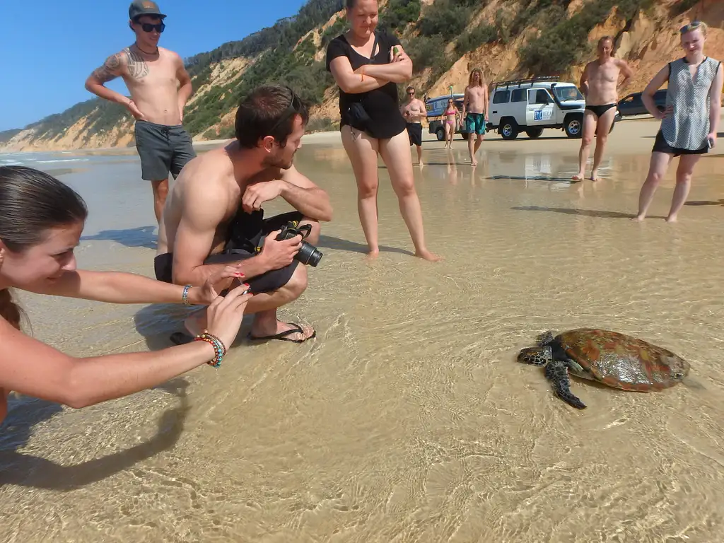 Whale Watching Ocean Kayaking & Beach 4X4 Tour | Noosa