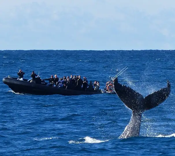 Sydney Whale Watching Tour | Circular Quay departure