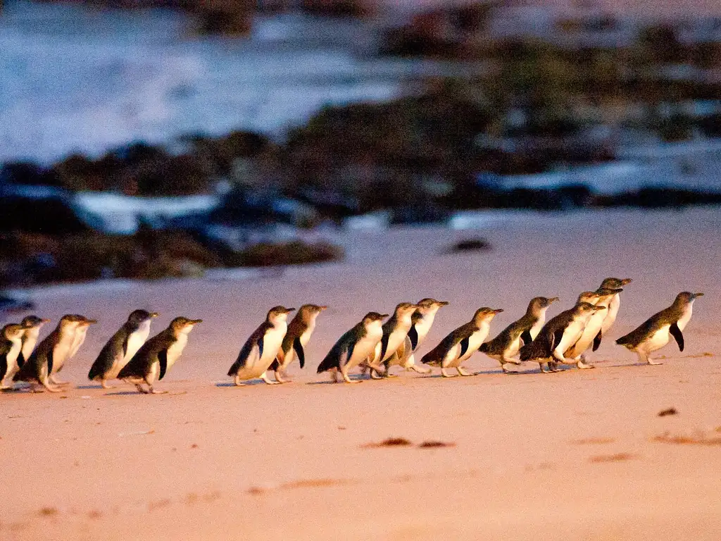 Phillip Island Wine, Wildlife, & Penguins Tour from Melbourne