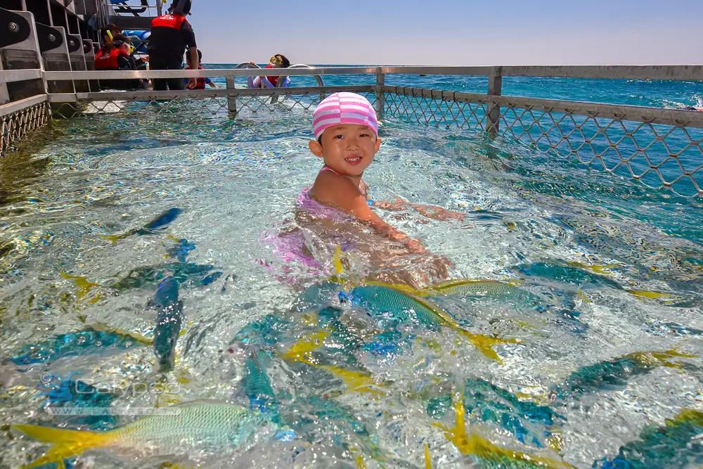 Moore Reef & Fitzroy Island | Reef & Island in a Day Tour